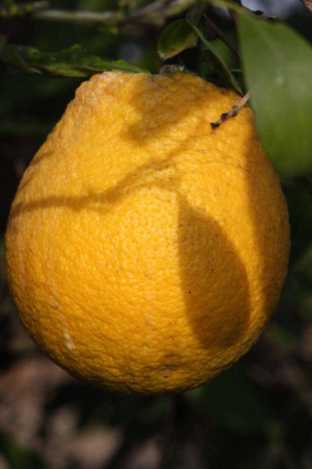              Fruit (Riverside, CA)       